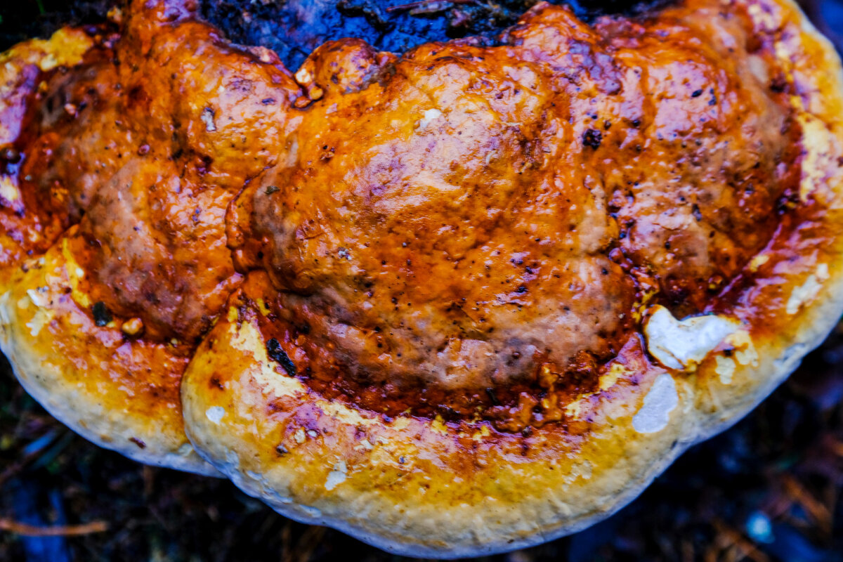 "Жаренная" еда.... - Георгий А