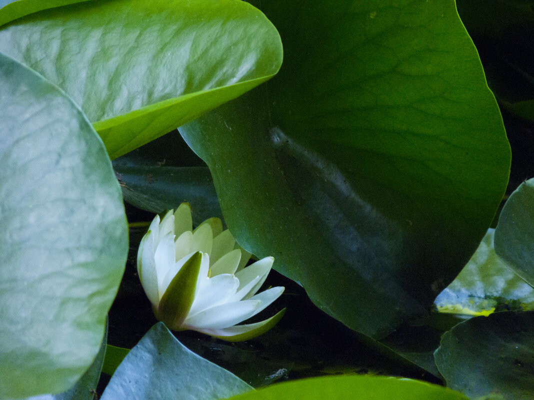 Белоснежная лилия - Валентин Семчишин Белоснежная лилия - Валентин Семчишин