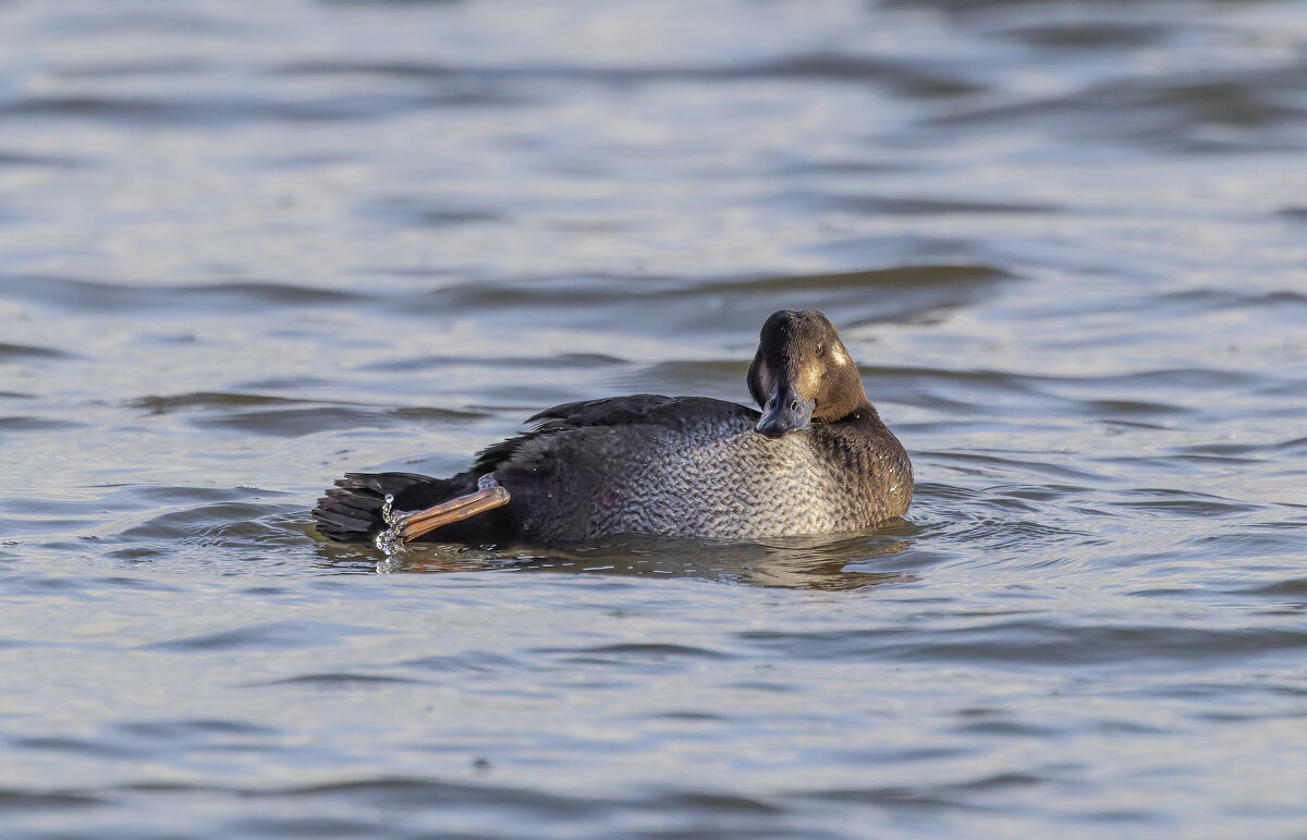 турпан. - юрий макаров