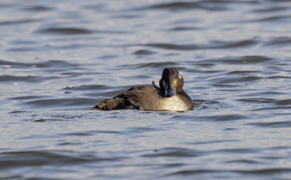 турпан. - юрий макаров