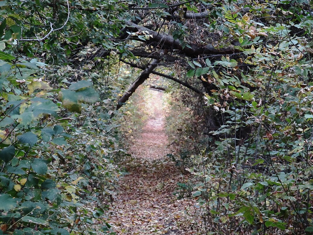 норка для Алисы - Елена Шаламова норка для Алисы - Елена Шаламова