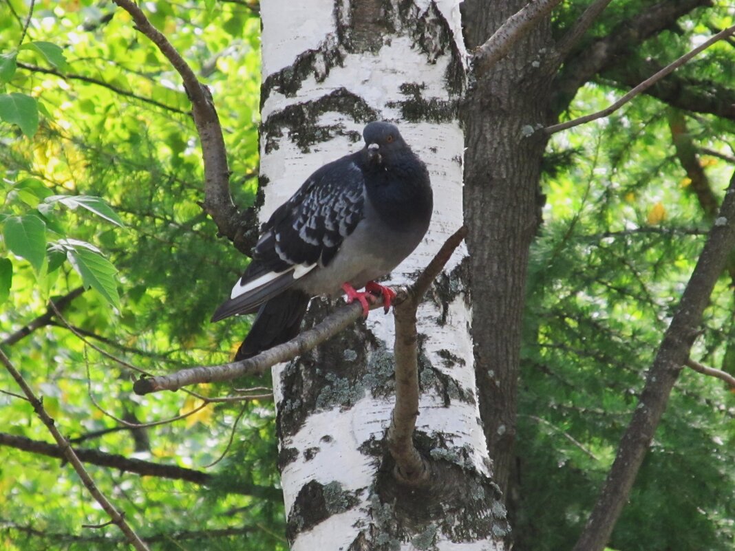 берёзовый голубь - Елена Шаламова берёзовый голубь - Елена Шаламова