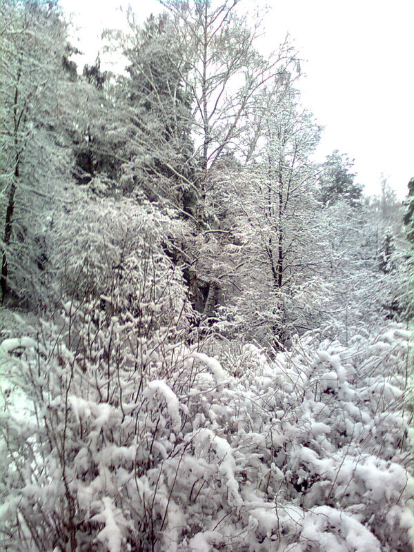 Когда то давно зимой - Елена Семигина