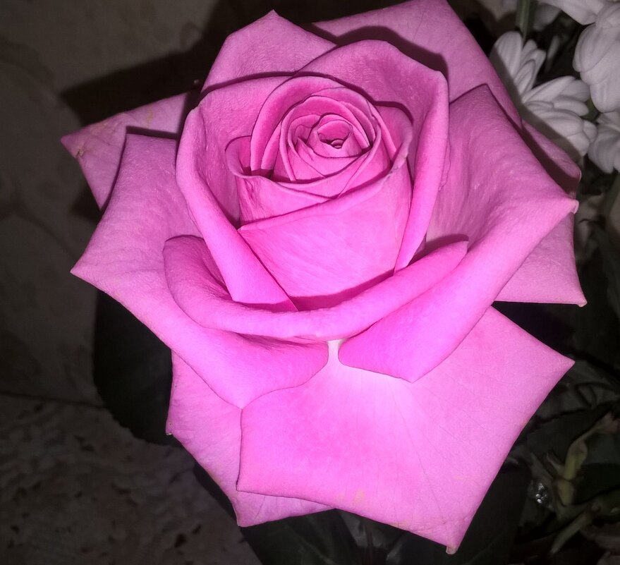 Розочка - Елена Семигина