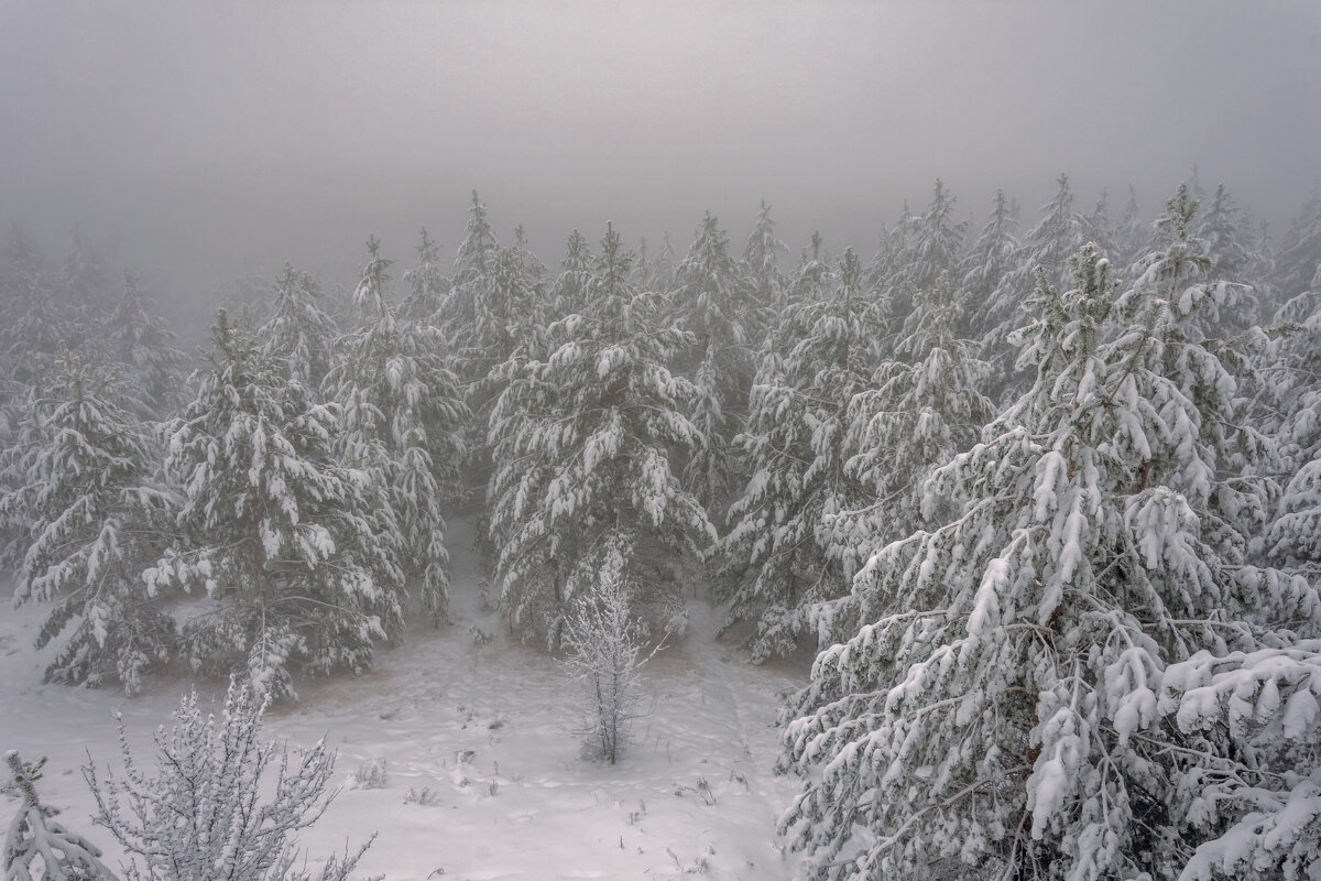 Магия тумана в том, что он ускользает, не задерживаясь, как все прекрасное - Наталья Димова Магия тумана в том, что он ускользает, не задерживаясь, как все прекрасное - Наталья Димова