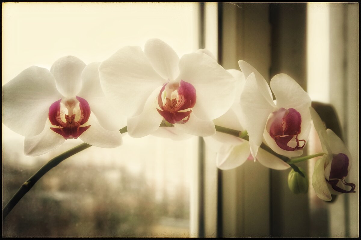 Диадема... - Руслан Диадема... - Руслан