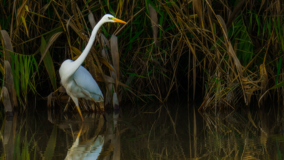 Грациозный охотник - svabboy photo Грациозный охотник - svabboy photo