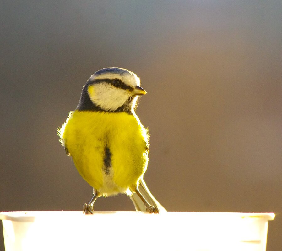 Самые маленькие синицы - лазоревки ! - Юрий Куликов Самые маленькие синицы - лазоревки ! - Юрий Куликов