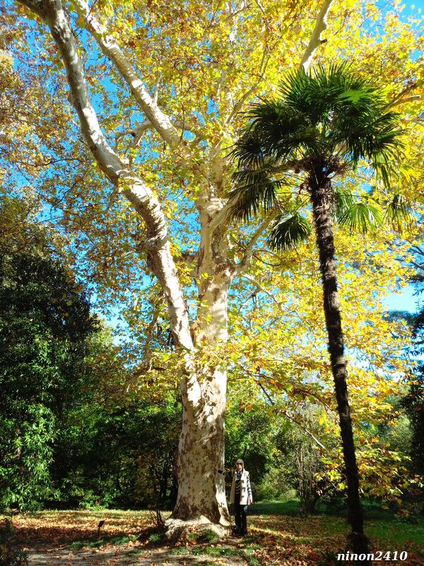 Адлер. Дендропарк "Южные культуры" - Нина Бутко Адлер. Дендропарк "Южные культуры" - Нина Бутко