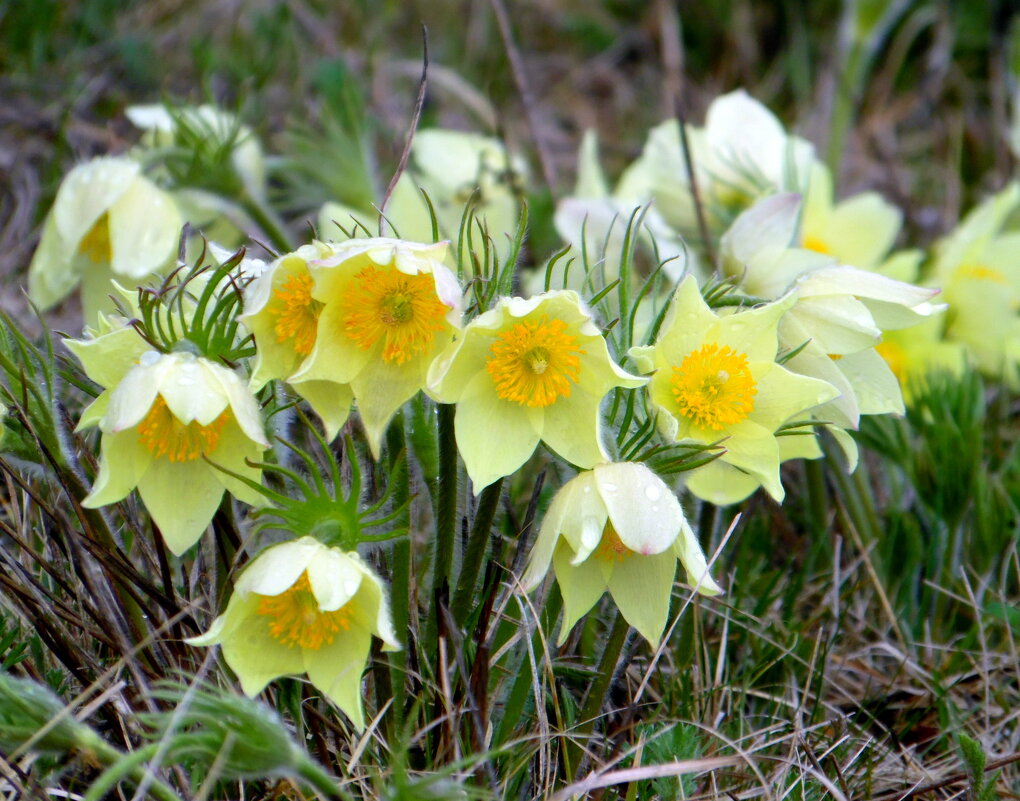 Цветы прострела. - nadyasilyuk Вознюк