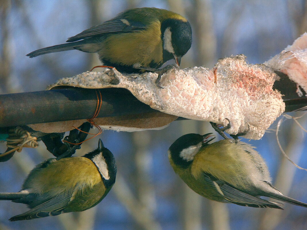 Синичкин пир. - nadyasilyuk Вознюк