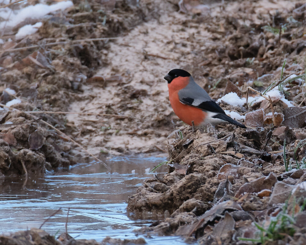 Первый лёд - Александр 