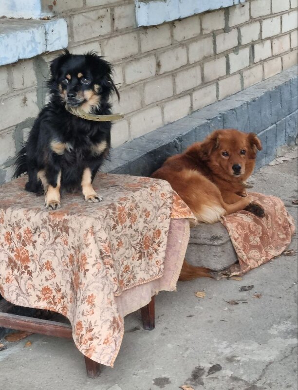 Жулька на посту :) - Наталья Жулька на посту :) - Наталья