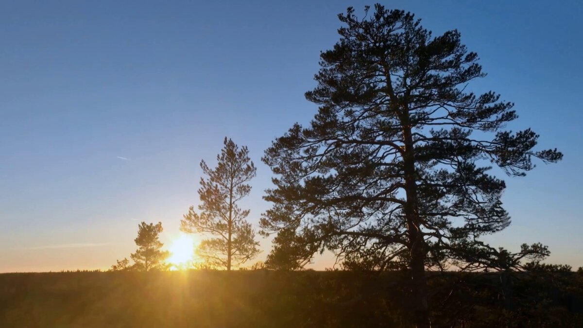 «По муромской дорожке стояли три сосны...» - Михаил Андреев
