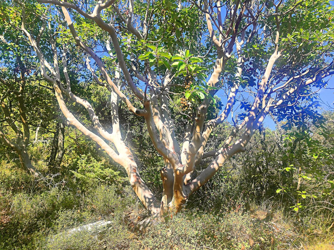 «Бесстыдница» - Виктор Мухин «Бесстыдница» - Виктор Мухин