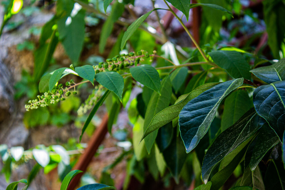 Растение - Светлана SvetNika17 Растение - Светлана SvetNika17