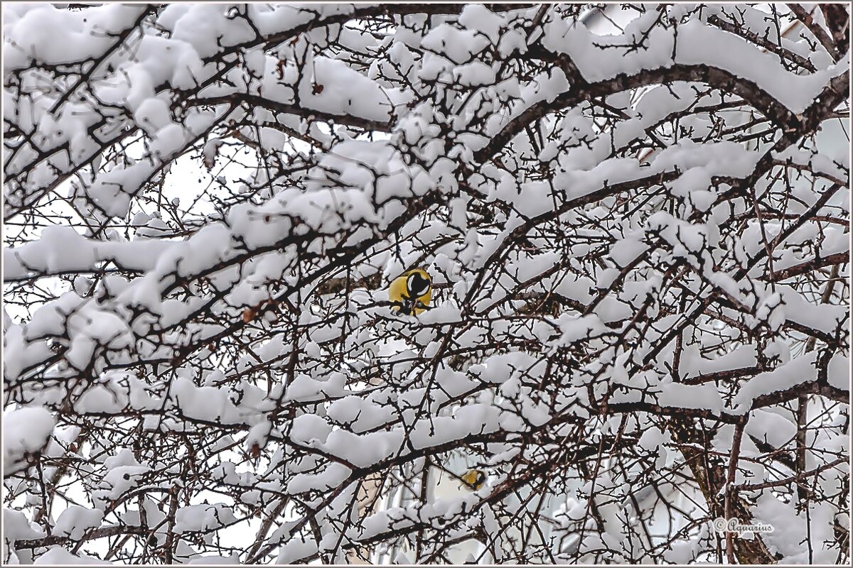 Снегопад... - Aquarius - Сергей Снегопад... - Aquarius - Сергей