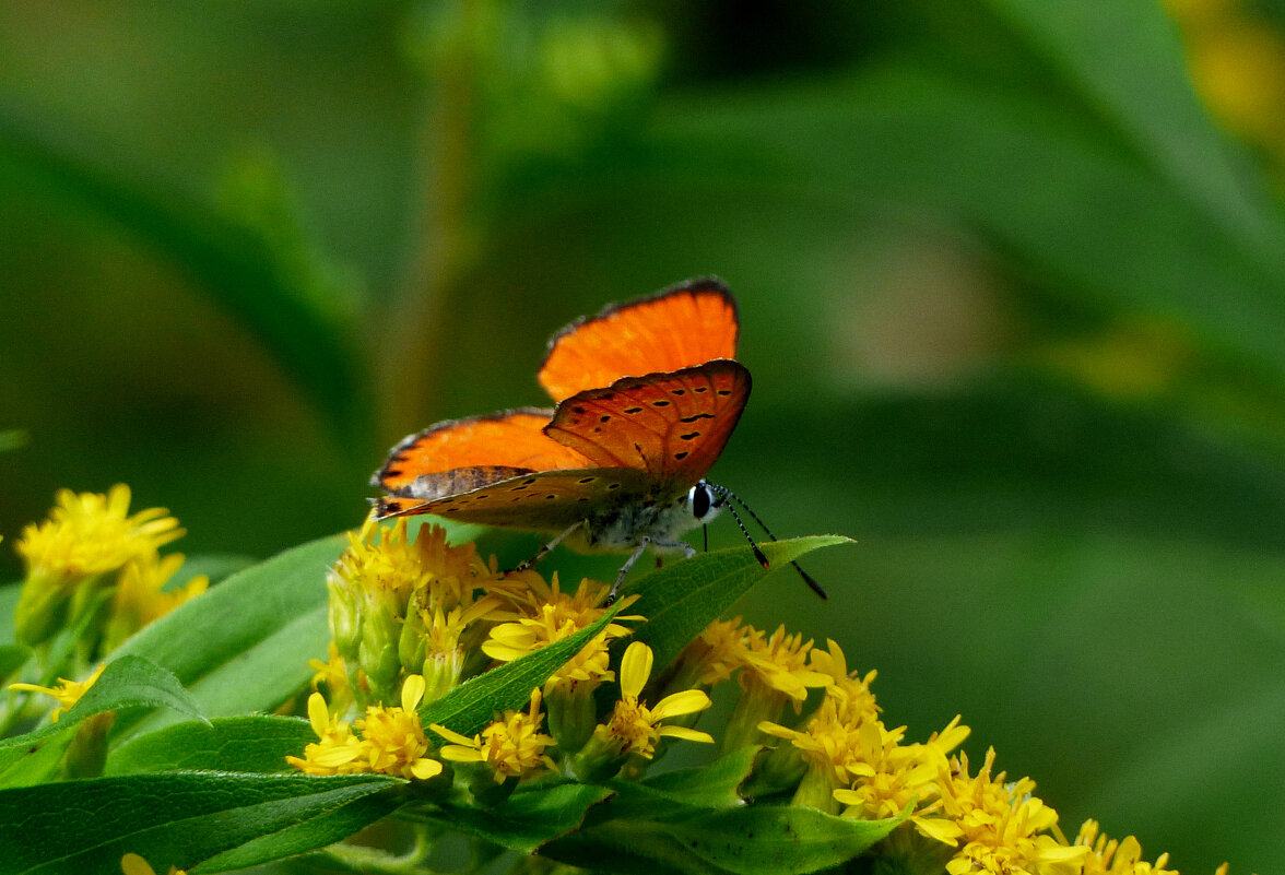 опять про бабочек...167 - Александр Прокудин опять про бабочек...167 - Александр Прокудин