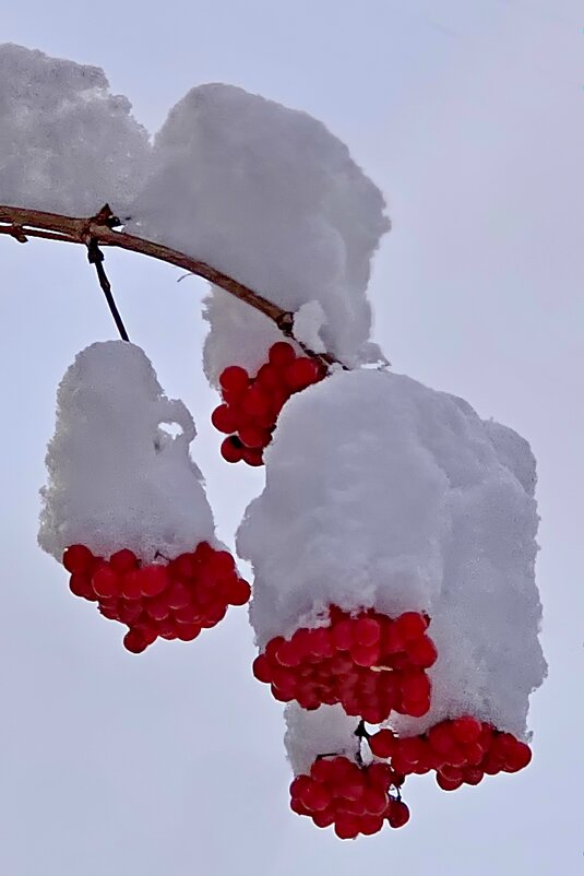 Калиновое безе! - Михаил Свиденцов