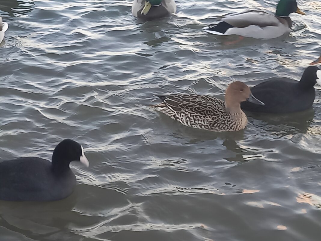 Лысухи и шилохвость - Сапсан 