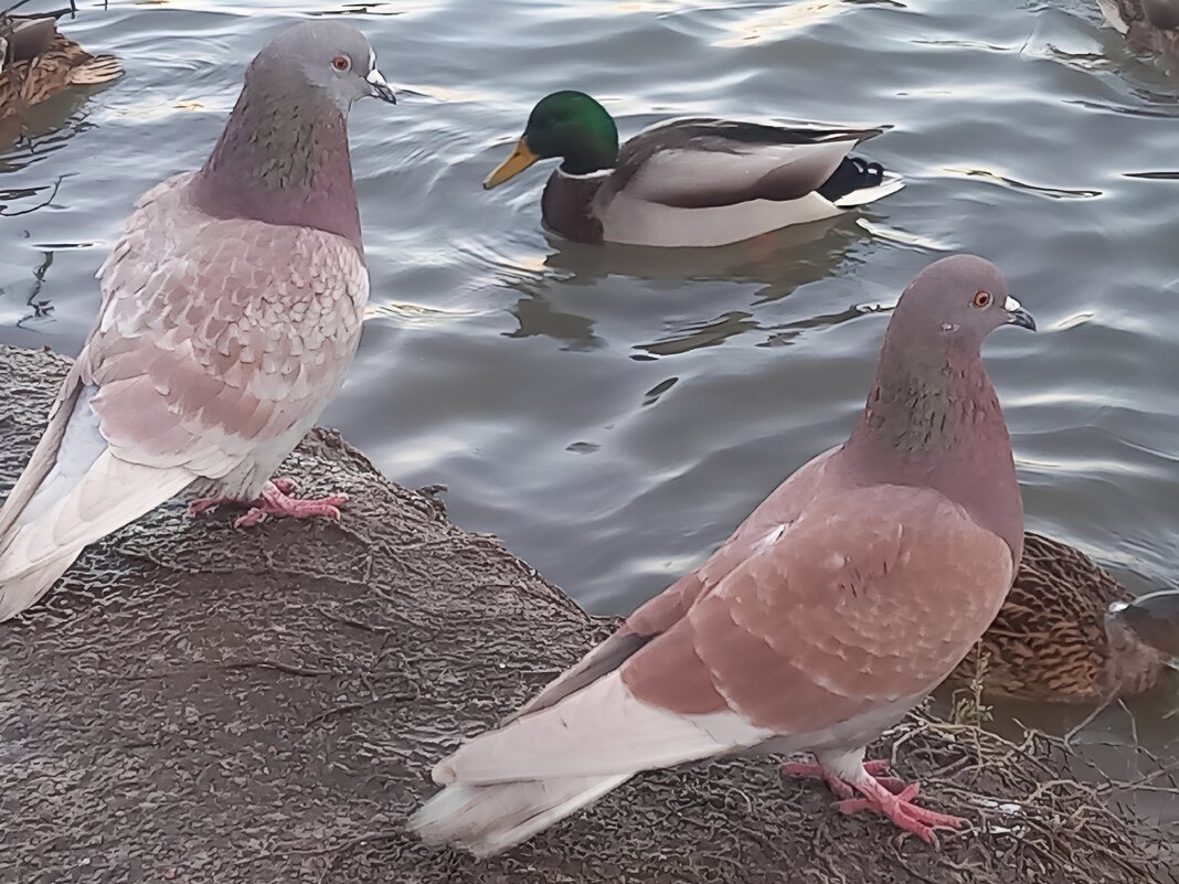 Птицы - Сапсан 