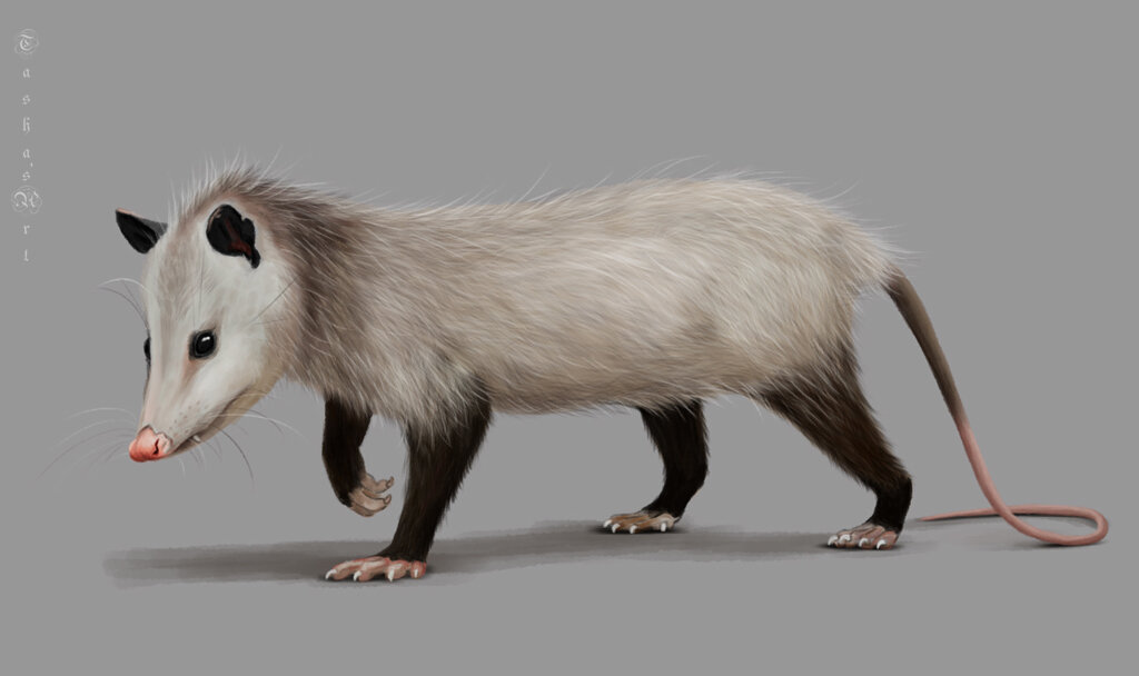 Опоссум - Наталия Львова