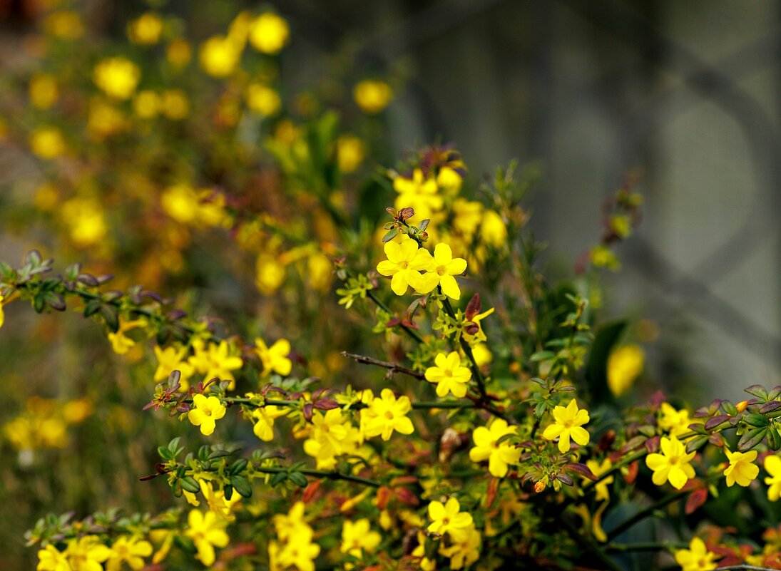 Декабрь - Светлана Тихонина