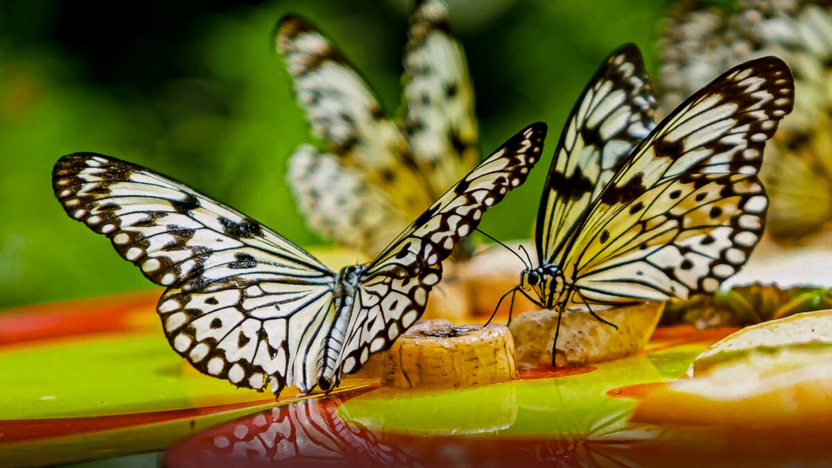 Бабочка Idea Leuconoe. - Aleksey Afonin