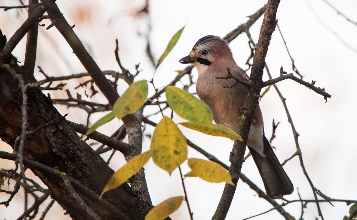 Сойка. - Владимир Безбородов Сойка. - Владимир Безбородов