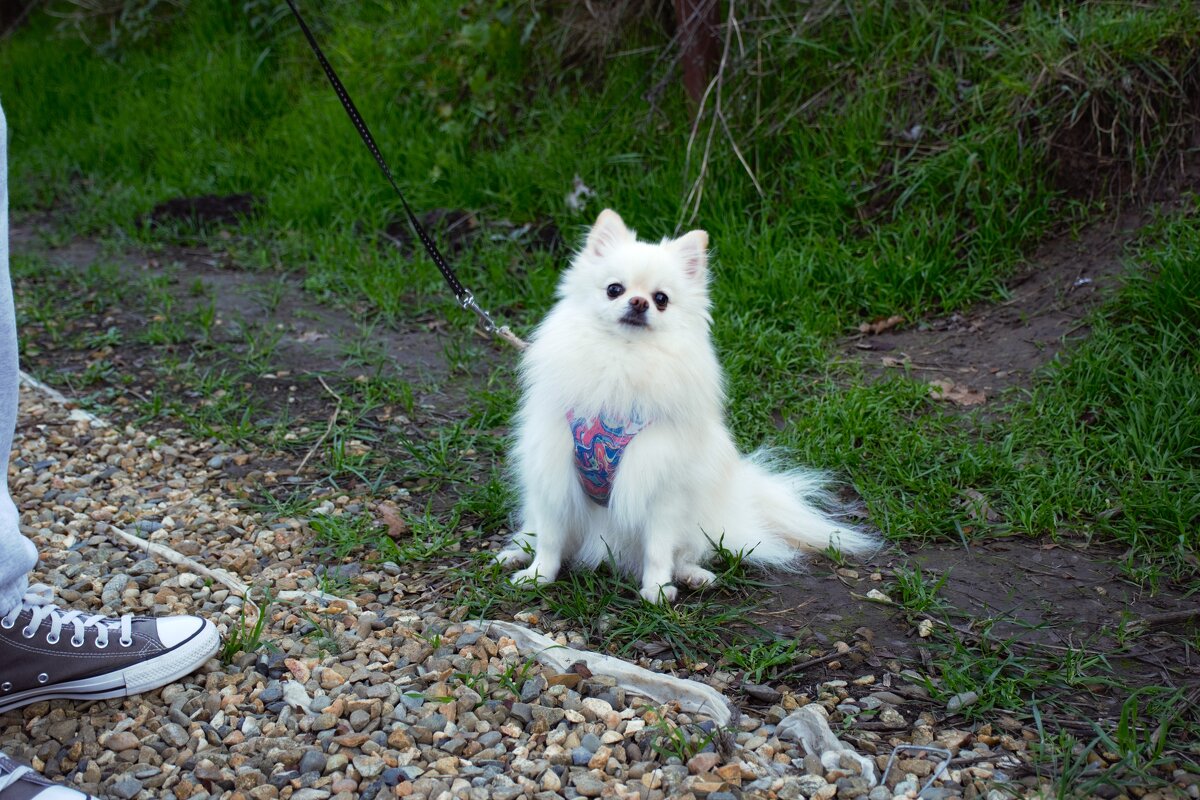 Подруга Лолы. - Юрий Полторыхин.