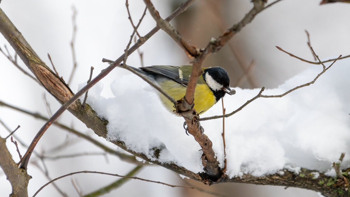 Неожиданно вернулась зима. Большая синица - Владимир Лазарев Неожиданно вернулась зима. Большая синица - Владимир Лазарев