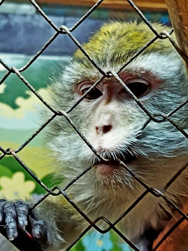 - Свободу мартышкам! - Vladimir Semenchukov - Свободу мартышкам! - Vladimir Semenchukov