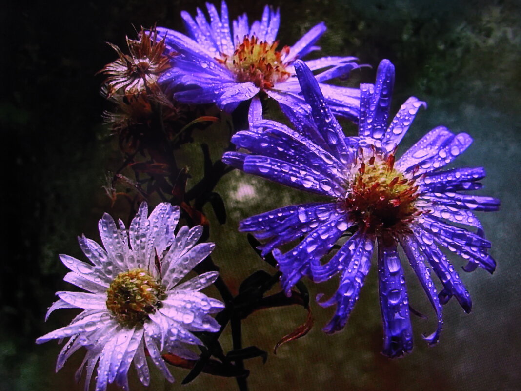 Вот и снег растаял - Людмила Смородинская Вот и снег растаял - Людмила Смородинская