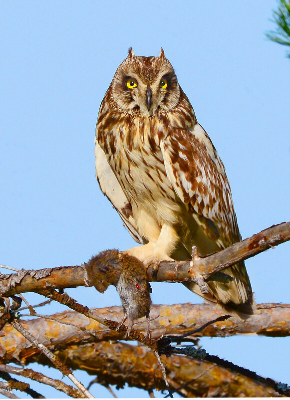 Заслуженный отдых - Михаил Белоусов Заслуженный отдых - Михаил Белоусов