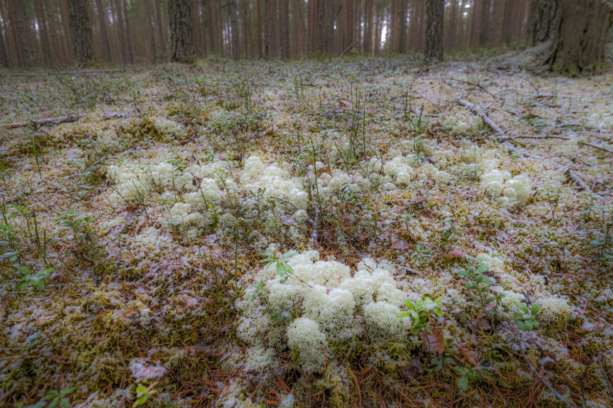 Ягель - Георгий А