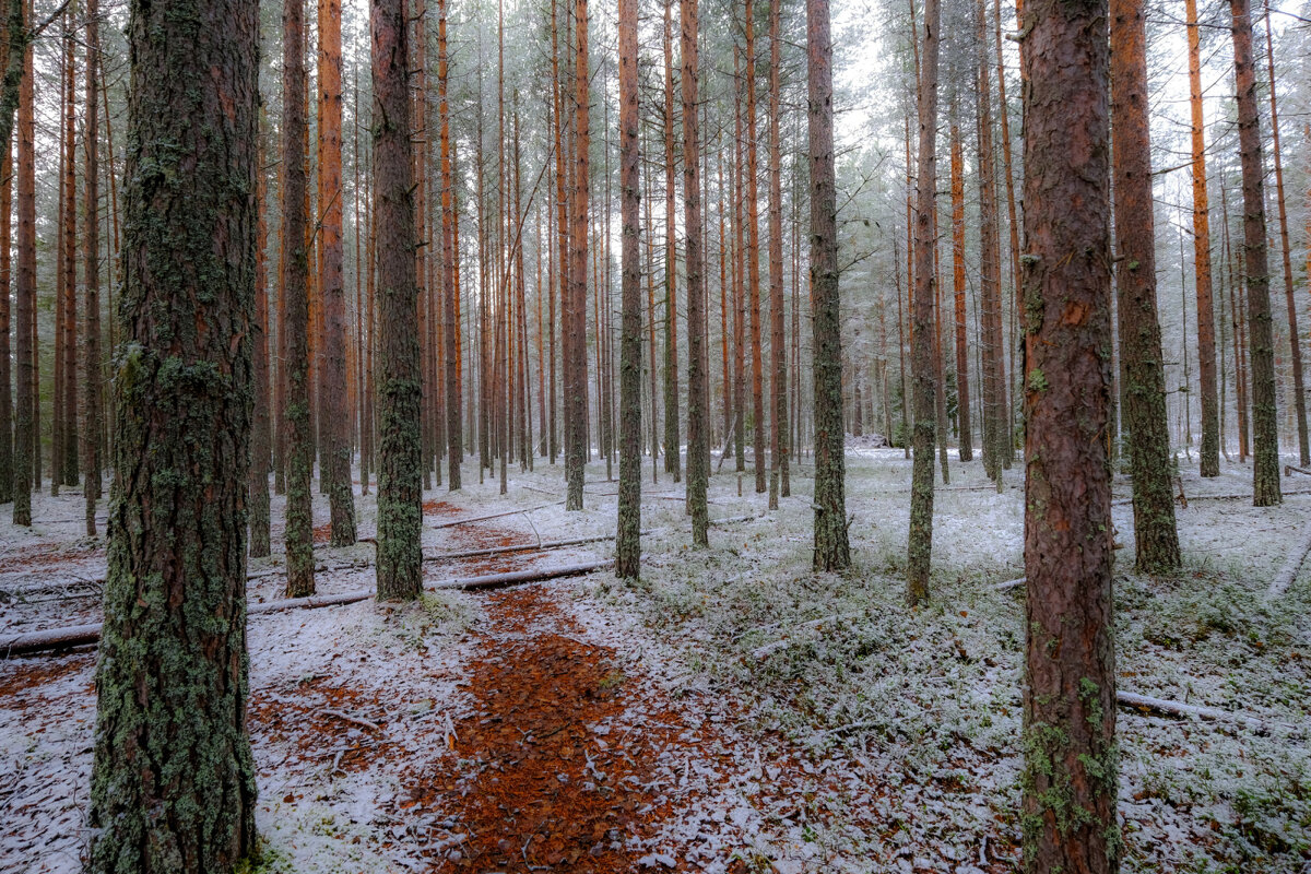 Маленькая тропинка в лесу - Георгий А Маленькая тропинка в лесу - Георгий А