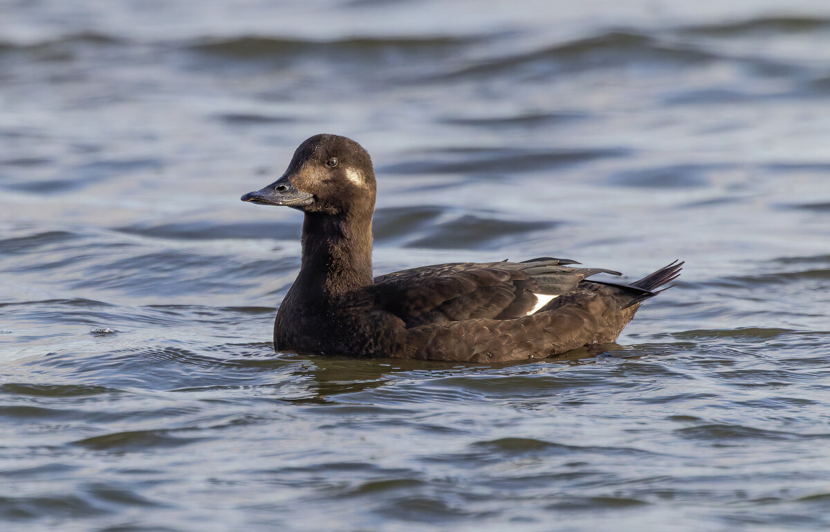 турпан. - юрий макаров