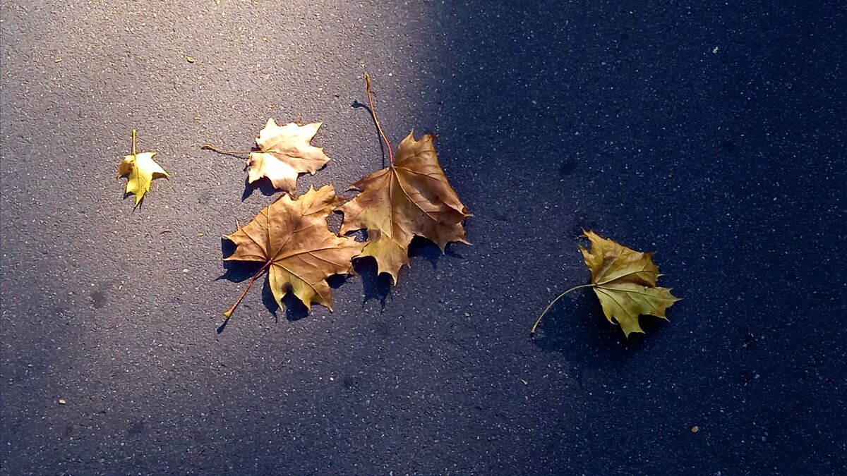 Листья - dindin 