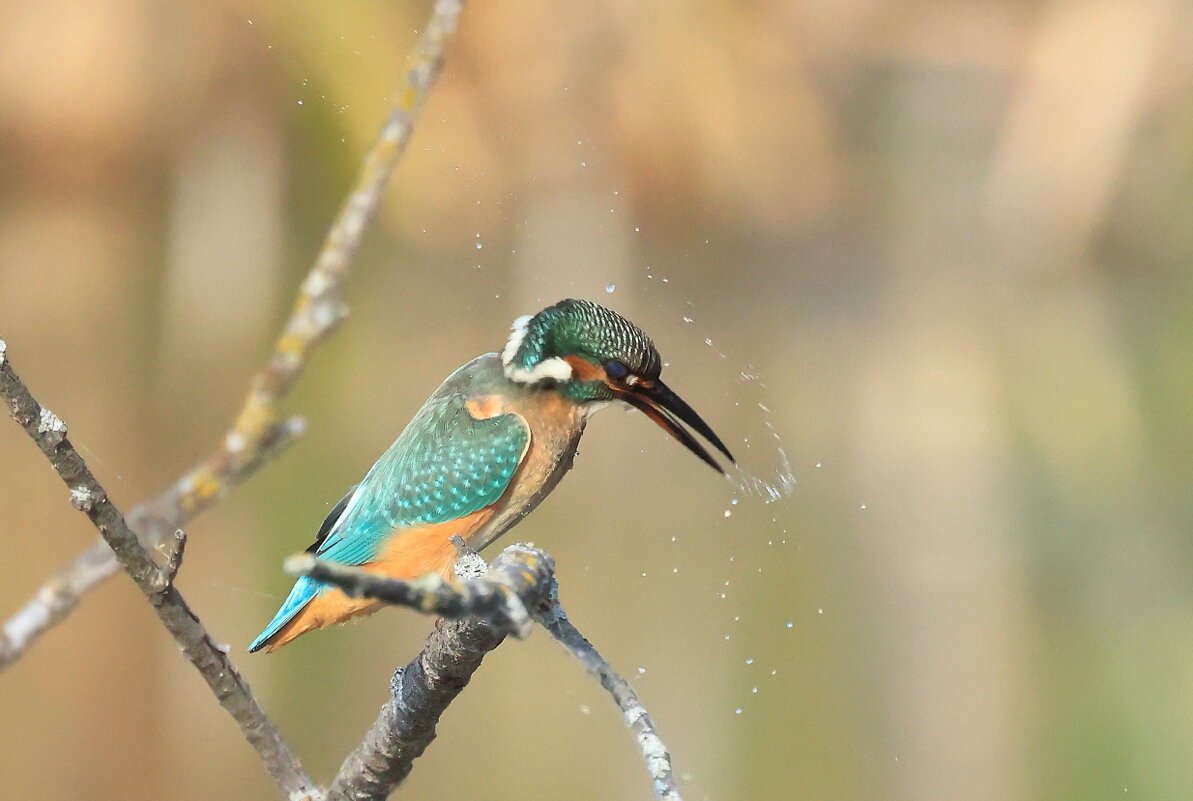 После водных процедур - Владилен Панченко После водных процедур - Владилен Панченко