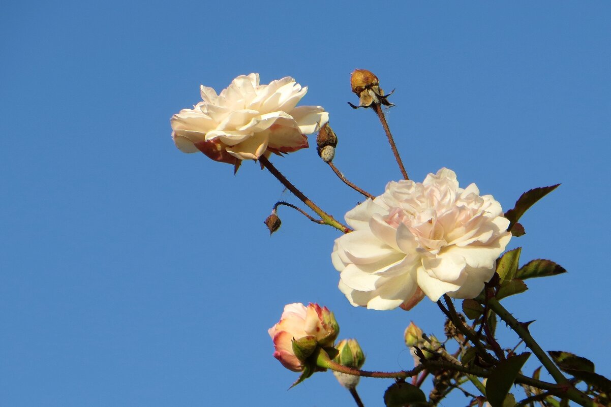 Так заканчивалась осень - Татьяна Смоляниченко Так заканчивалась осень - Татьяна Смоляниченко