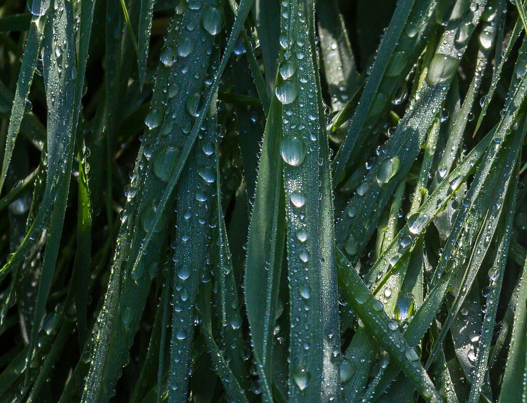 Летнее утро после дождя. г. Миасс, Машгородок. - Алексей Трухин