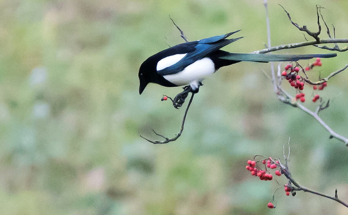 **** - Владимир Безбородов **** - Владимир Безбородов