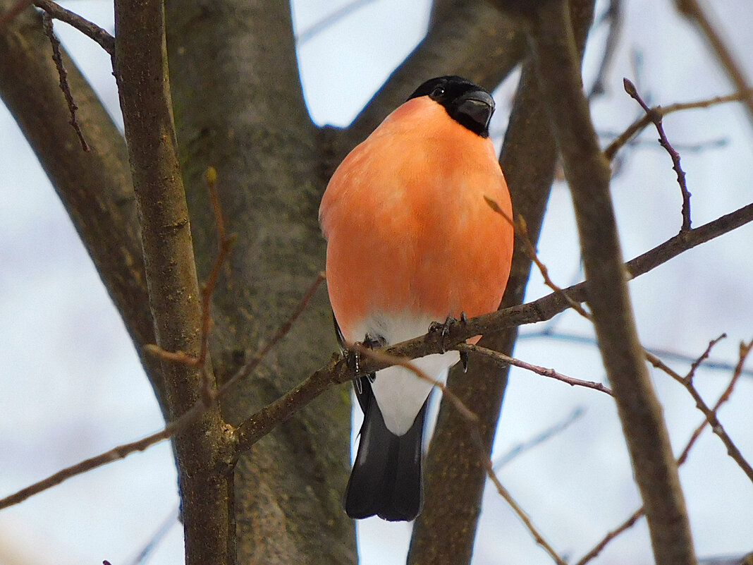 Снегирь - Лина Снегирь - Лина