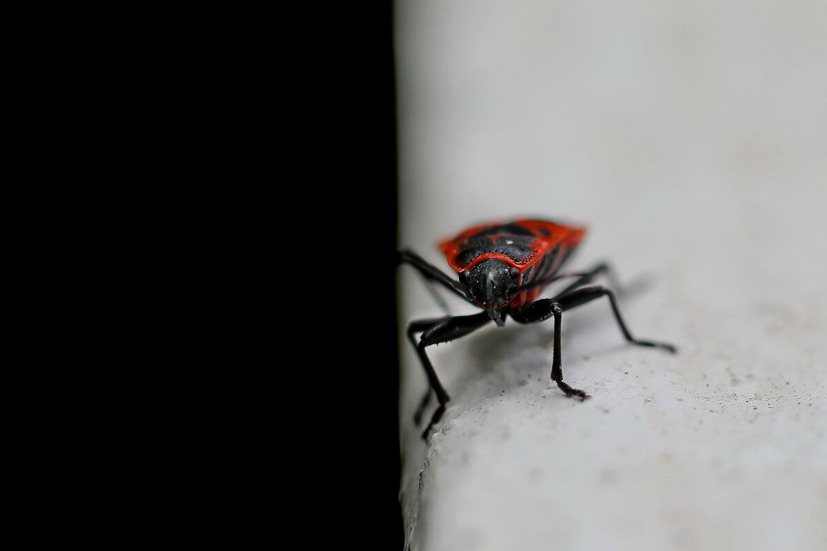 Живи на белой стороне. - Татьяна Бравая Живи на белой стороне. - Татьяна Бравая