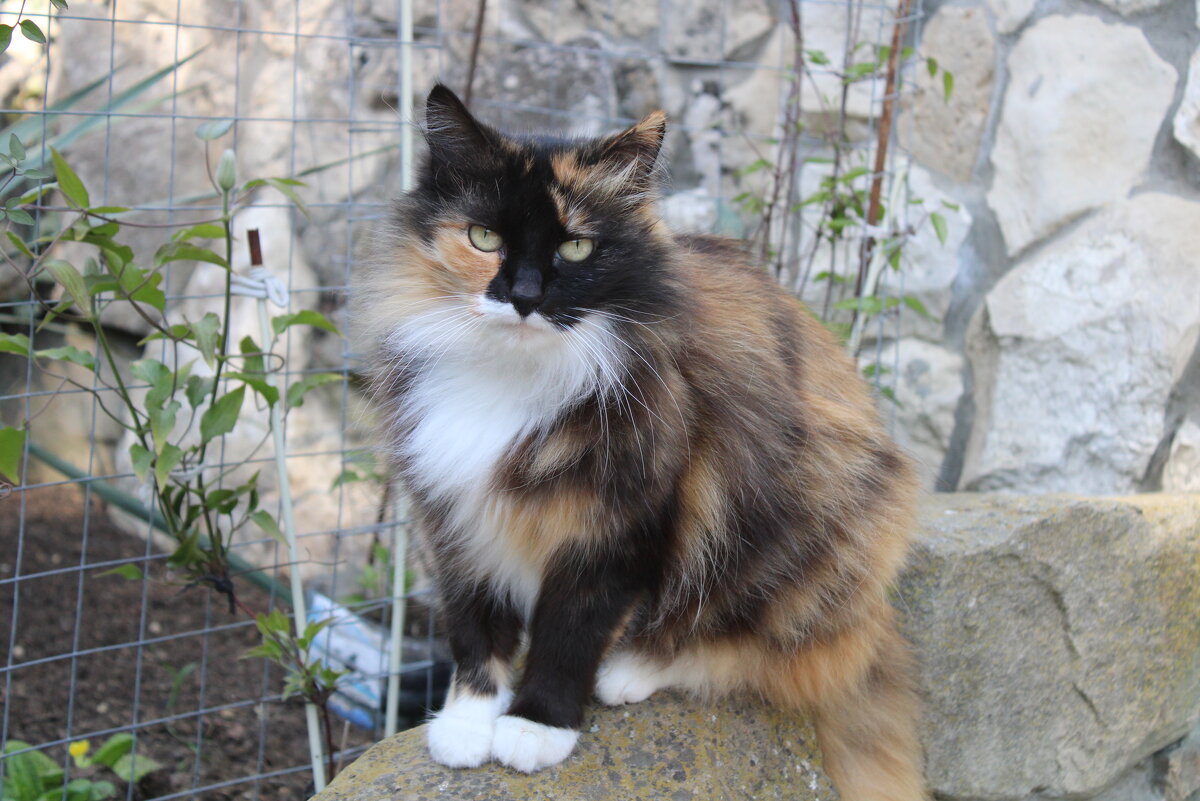 Василиса - Ирина 