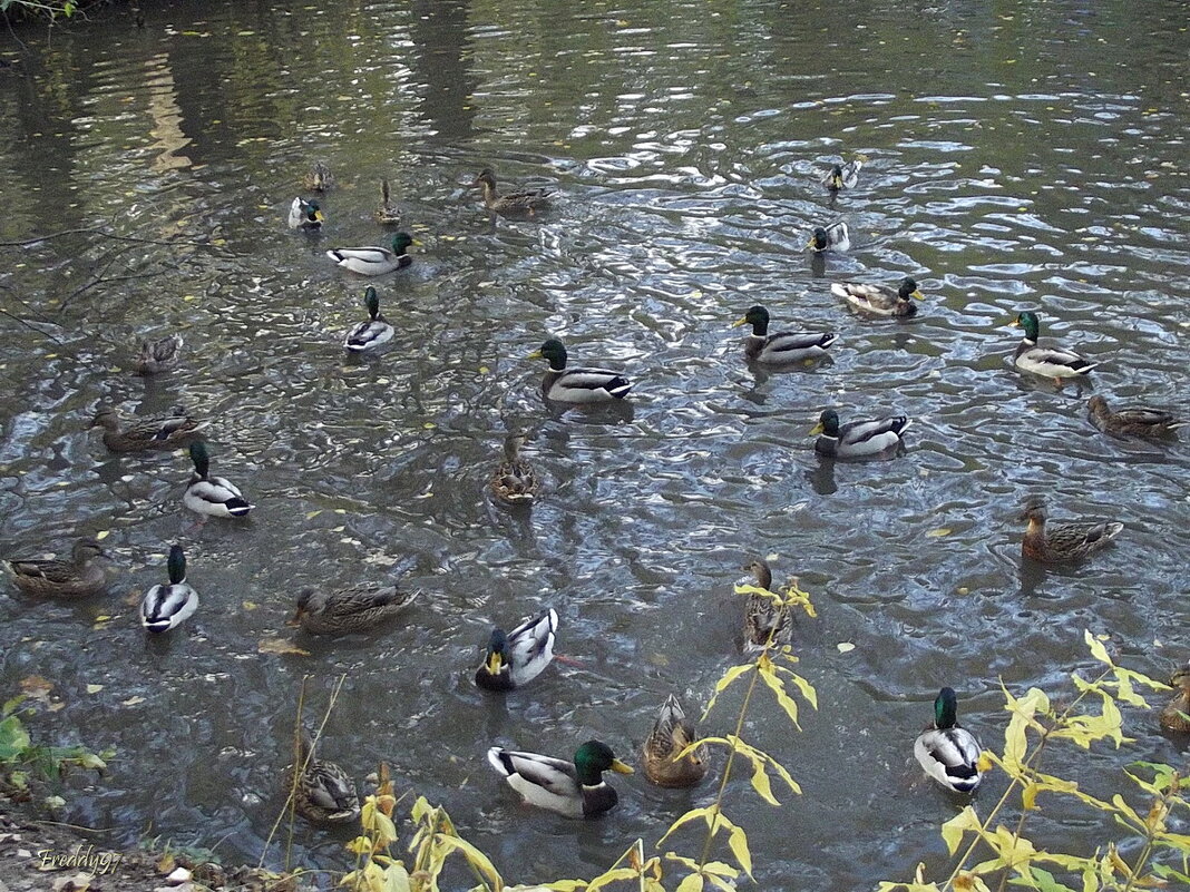 В осеннем пруду... - Freddy 97