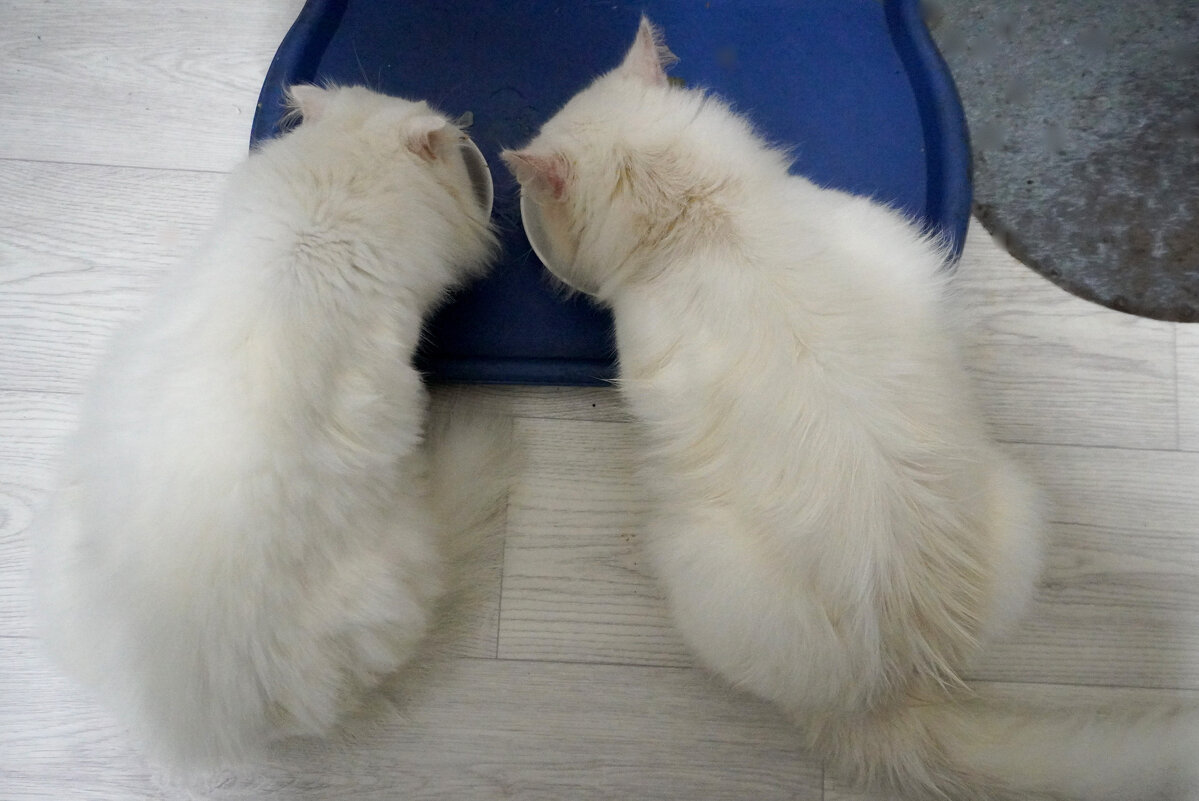 Едоки - Сергей Ц Едоки - Сергей Ц