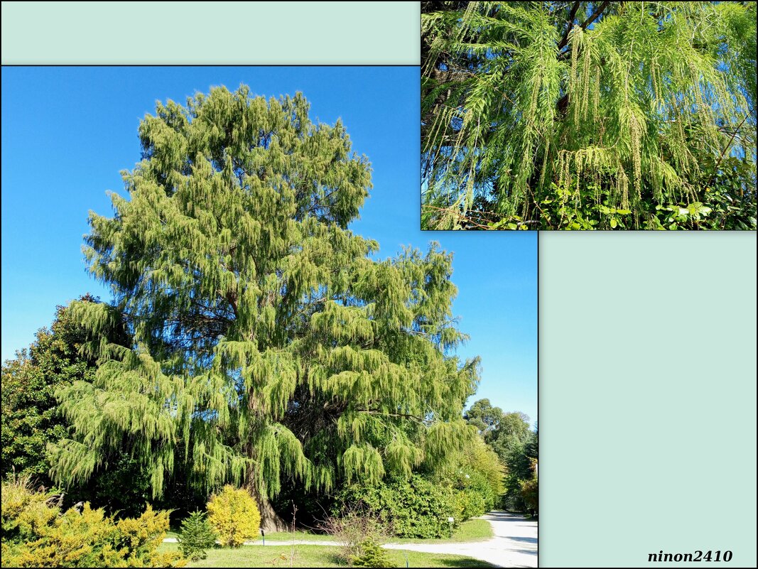 Адлер. Дендропарк "Южные культуры" - Нина Бутко