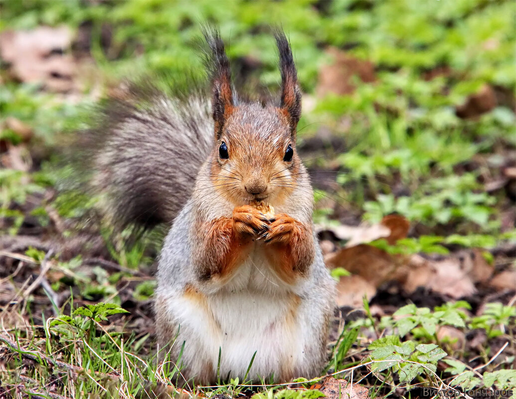 белка - Laryan1 