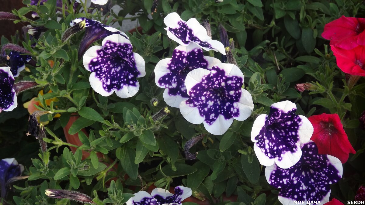 ПЕТУНИИ - СЕРГЕЙ ФИЛОЧКИН ПЕТУНИИ - СЕРГЕЙ ФИЛОЧКИН